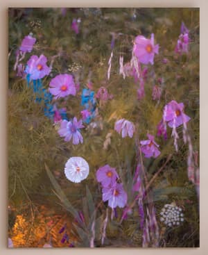 'Meadow #41' by Casey Moore - Hover Image