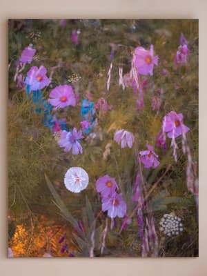 'Meadow #41' by Casey Moore - Hover Image