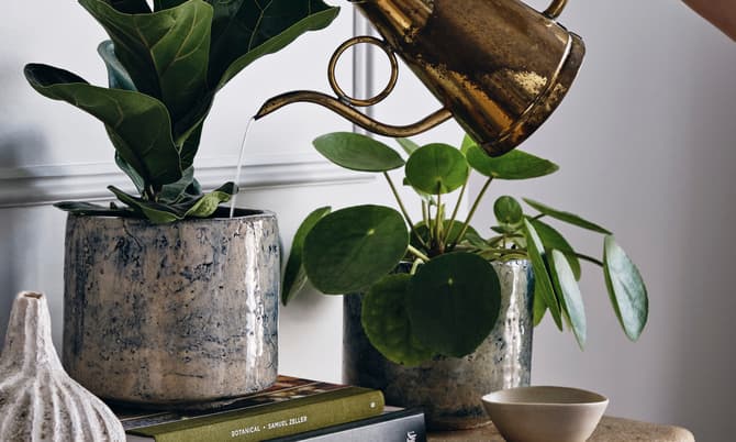 A hand waters two potted plants using a brass watering can resting on a stone surface, accompanied by books titled "Botanical" and "The Alchemy of Things" and a decorative object.