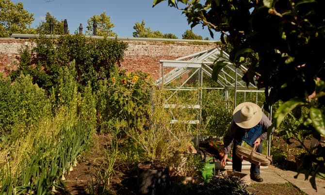 A person with a straw hat gathers vegetables in a sunlit garden with a greenhouse and brick wall backdrop, surrounded by lush, green plants and clear skies.