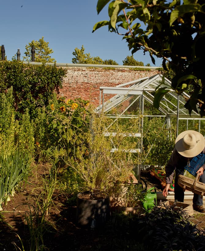 A person with a straw hat gathers vegetables in a sunlit garden with a greenhouse and brick wall backdrop, surrounded by lush, green plants and clear skies.