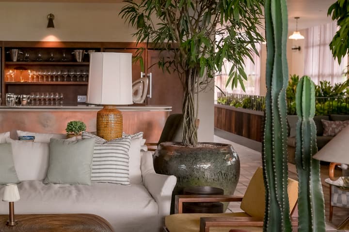 Large potted plant with leafy branches; situated in a living room featuring a white sofa, colorful cushions, and indoor cacti; background showcases a bar area with glassware.