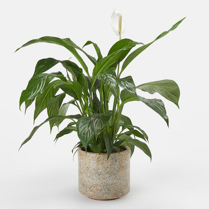 A potted peace lily plant with broad, dark green leaves and a single white flower, placed against a plain white background.