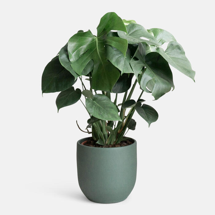 A green potted Monstera plant sits on a white background, displaying large, glossy, split leaves, in a minimalistic setting.