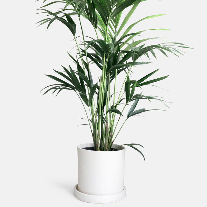 A tall, leafy green houseplant grows in a simple white cylindrical pot with a saucer, placed against a plain white background.