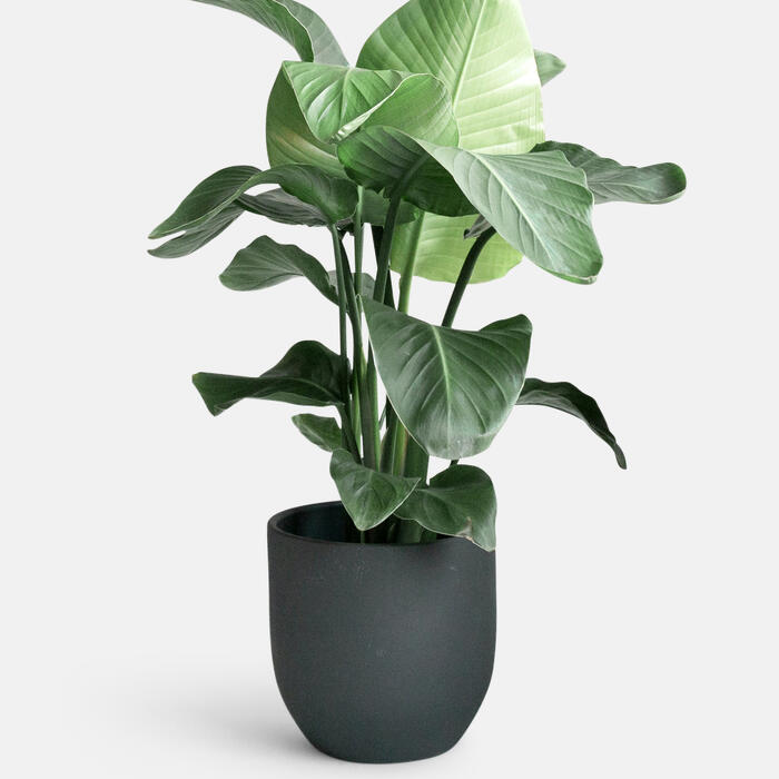 A potted plant with broad, green leaves sits in a black pot against a plain white background.