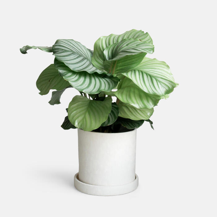 A potted plant with large, variegated green leaves sits in a simple white cylindrical pot placed against a plain, light gray background.