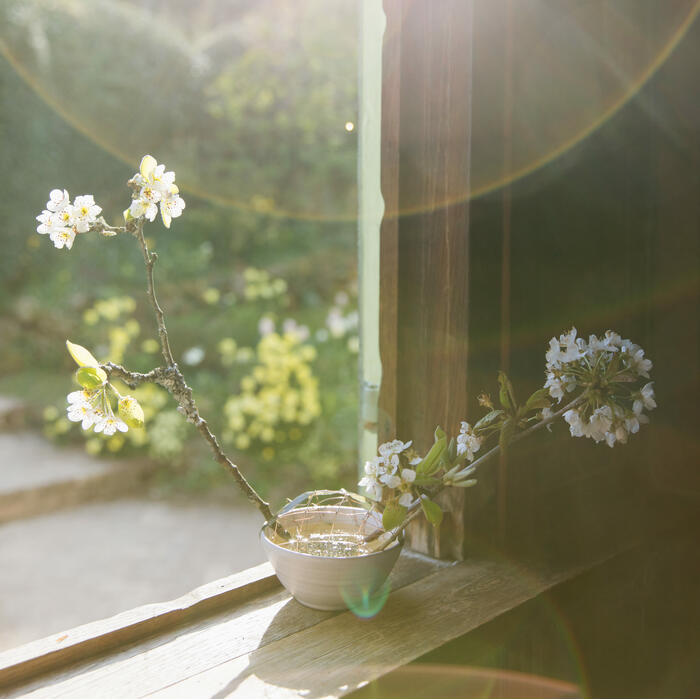 A blossoming branch in a ceramic bowl rests on a sunlit windowsill, with a vibrant, green garden visible outside in the background.