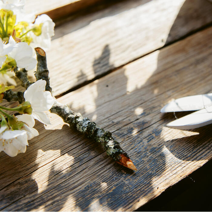 A freshly cut branch with white flowers lies on a sunlit wooden surface next to a pair of pruners.