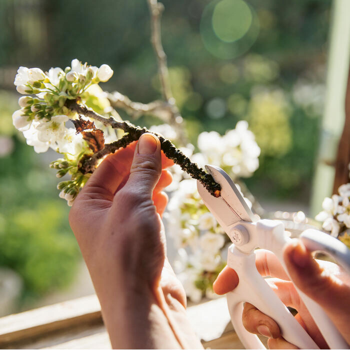 Hands hold pruning shears cutting a branch with blooming white flowers in a sunlit garden.