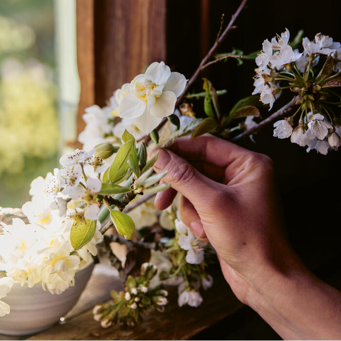 A hand holding a branch with white flowers, placed near a wooden window frame, possibly arranging them beside a bowl of flowers in soft indoor light.