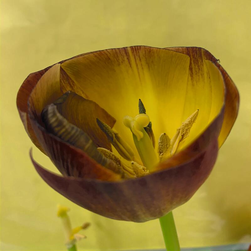 A vibrant tulip with deep red and yellow hues, partially open to reveal its stamen and pistil, set against a solid, light yellow background.