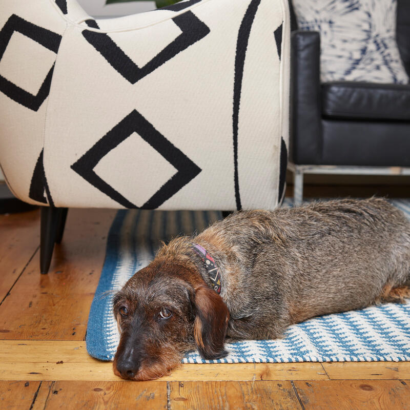 A small, wire-haired dog rests on a striped blue and white rug beside a modern chair with black geometric patterns in a cozy living room with wooden floors.